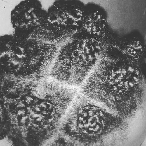 Butterfly Locs